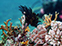 FeatherCoral_Corals034