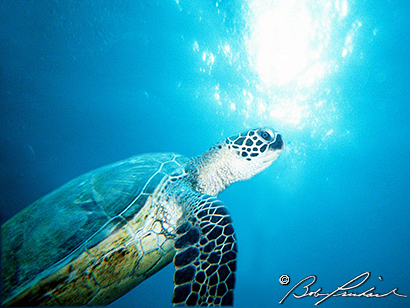 Swimming Green Sea Turtle