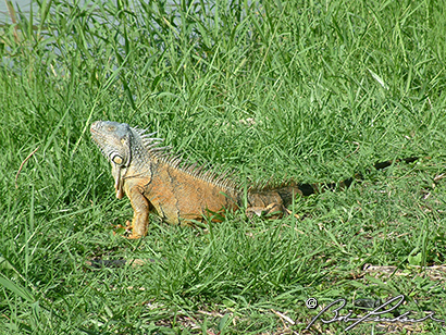 Belize Iguana