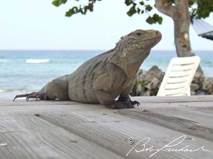 Cayman Islands Iguana