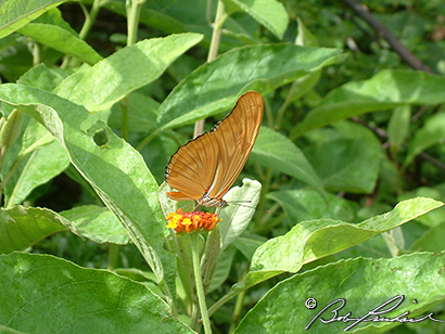 Takal, Guatemala, Butterfly