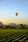  Balloon Over Vineyard