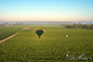 Balloon Shadow Over Vineyards