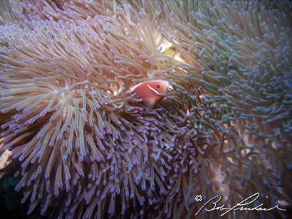 Australia, Anemonefish