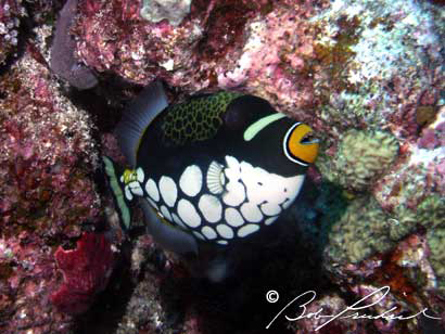 ClownTriggerFish147