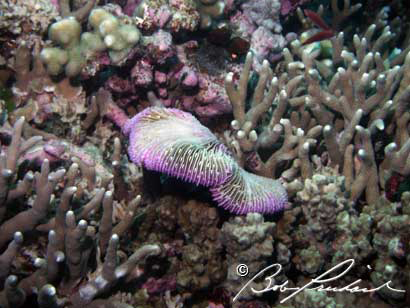 Corals #412