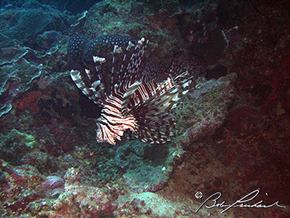 Great Barrier Reef, Australia: Lion Fish