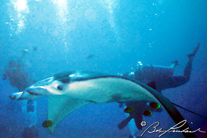 MantaRayAndDivers1