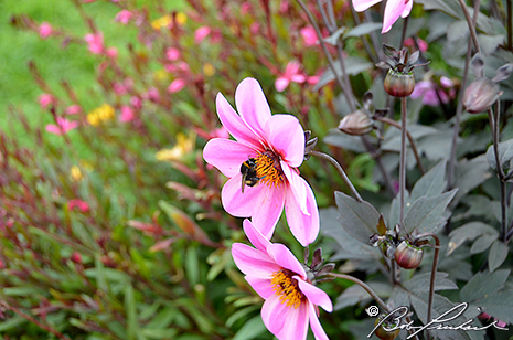 Bumblebee On Pink Dahlia