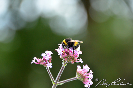 Bumblebee On Verbena