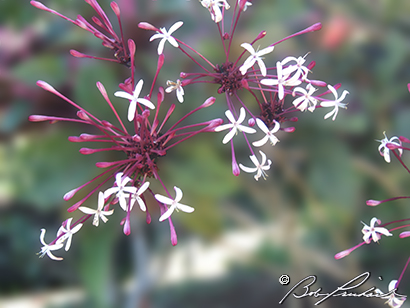 Clerodendrum Flowers 