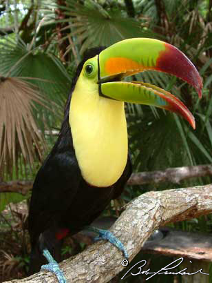 Belize: Toucan