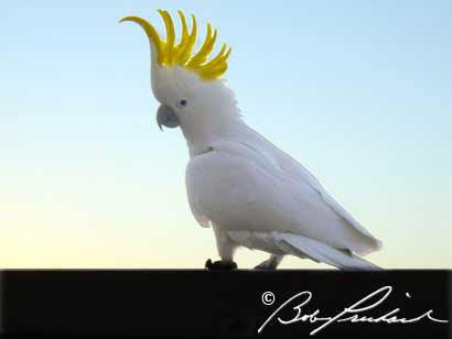 CockatielAU_0428