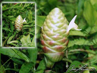 Kuiai, Flowering Ginger