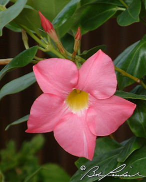 Mandevilla Flower