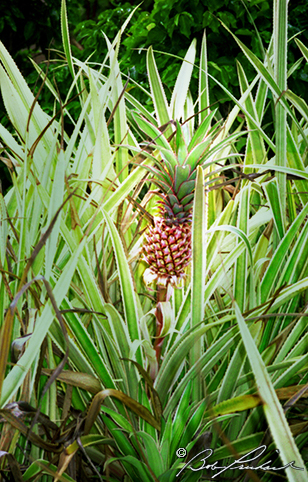 Hawaii: Pineapple Plant