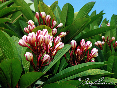 Hawaii: Varigated Plumeria