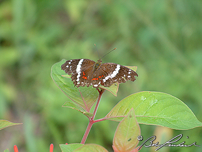 Takal: Banded Peacock Butterfly